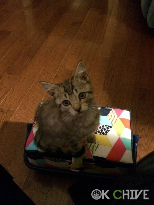 caboodle kitty.jpg