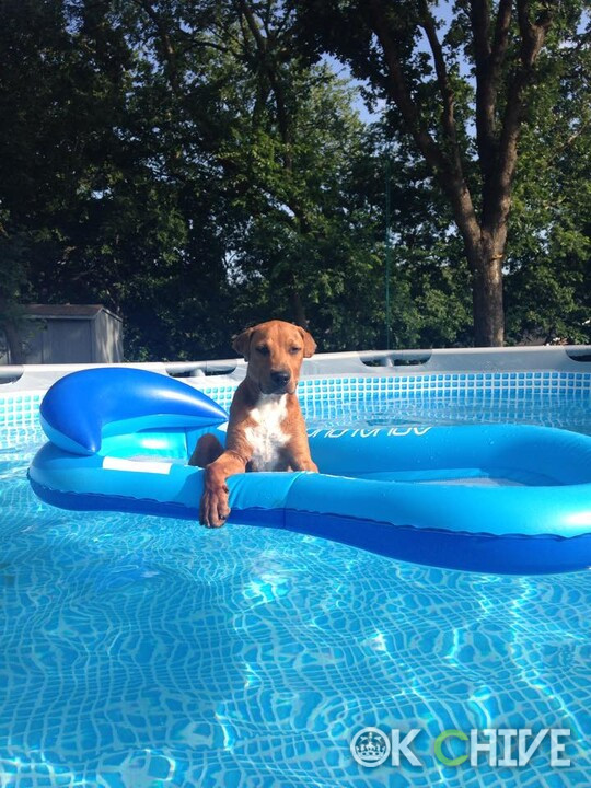doggie float.jpg